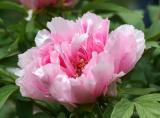 Pink Peony