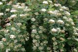 Bridal Veil Bush