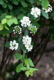 Bridal Veil Bush