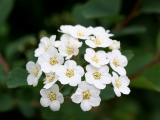 Bridal Veil Bush Florets