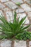 Plantago lanceolata - English or narrowleaf plantain