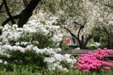 Azaleas & Crab Apple Tree Blossoms WSVG