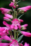 Penstemon