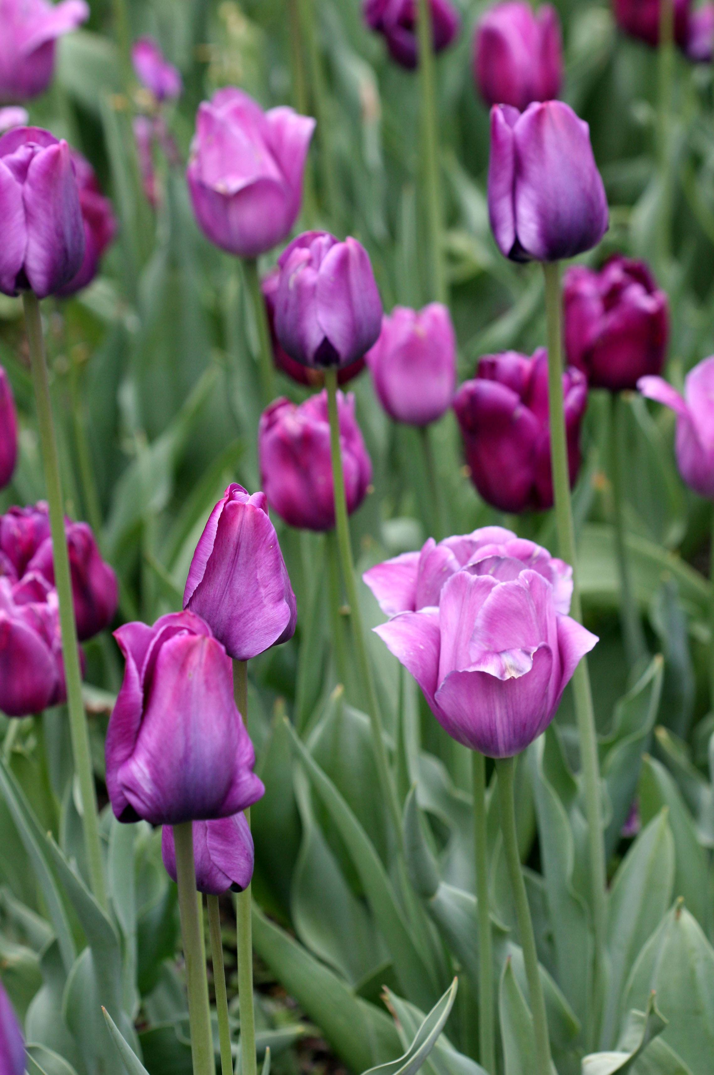 Tulips