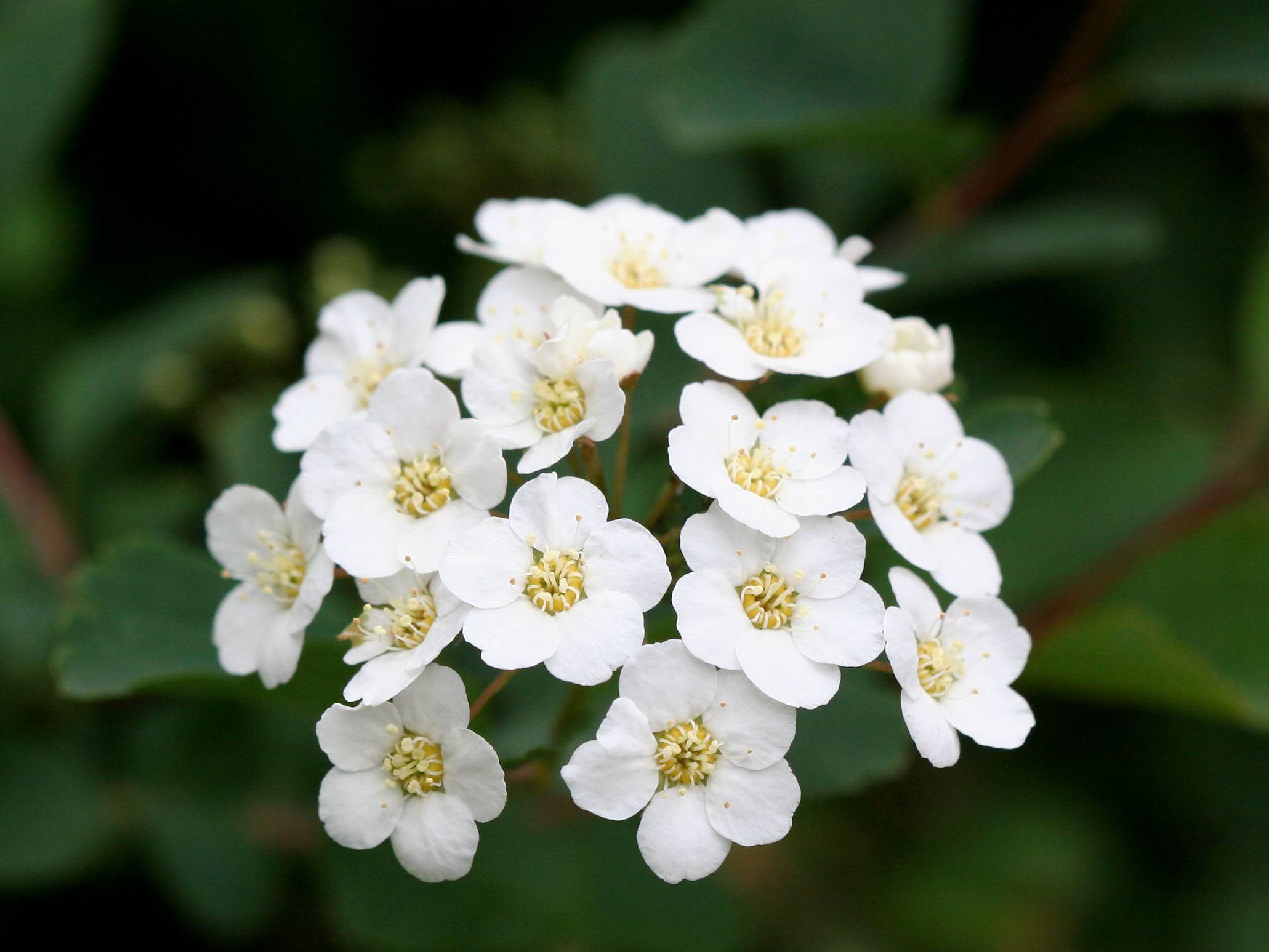 Bridal Veil Bush Florets