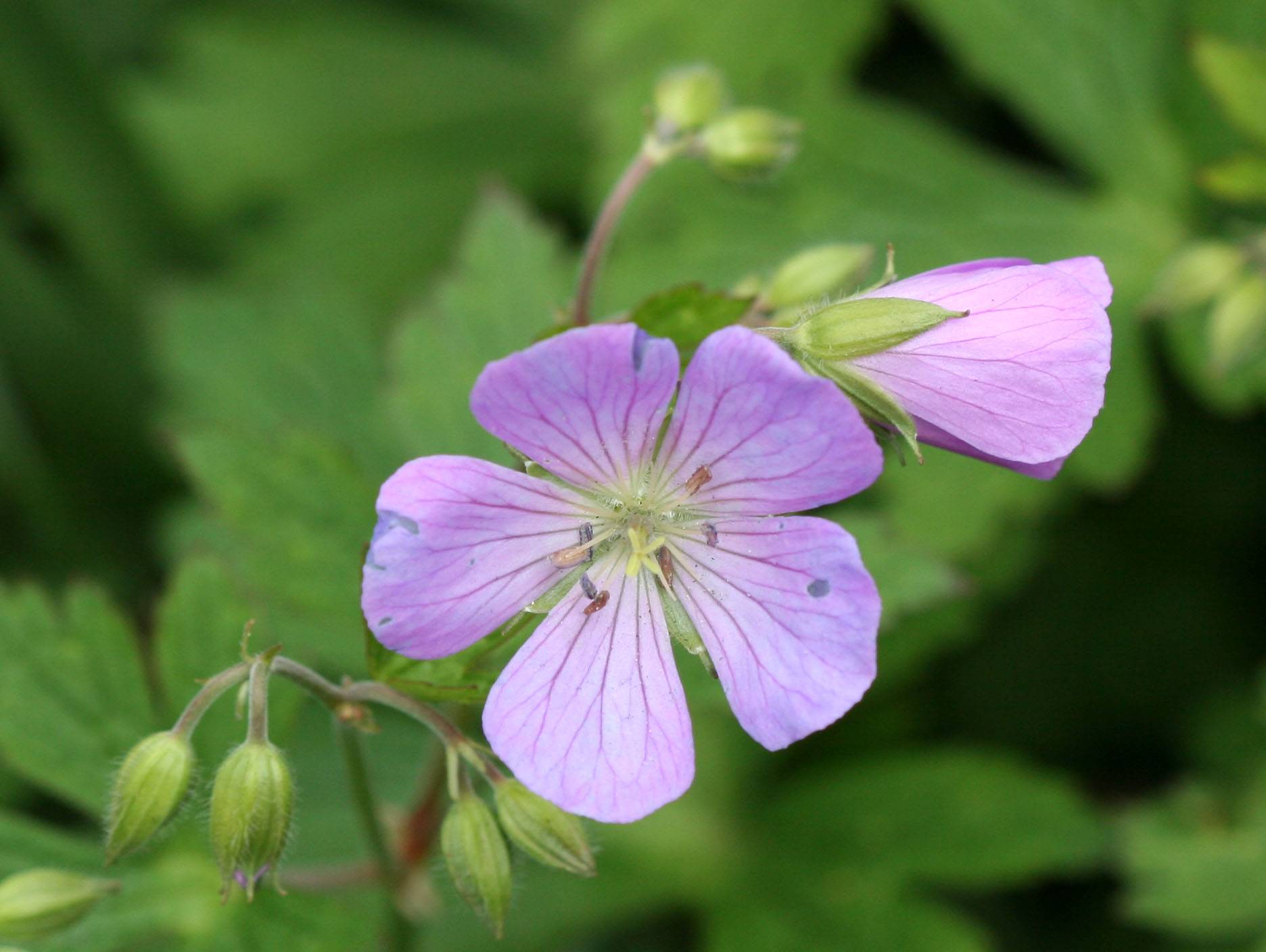 Geraniums