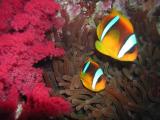 Clown fish and corals