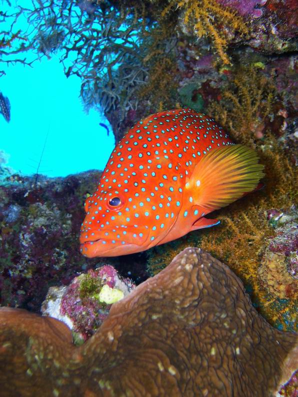 Grouper