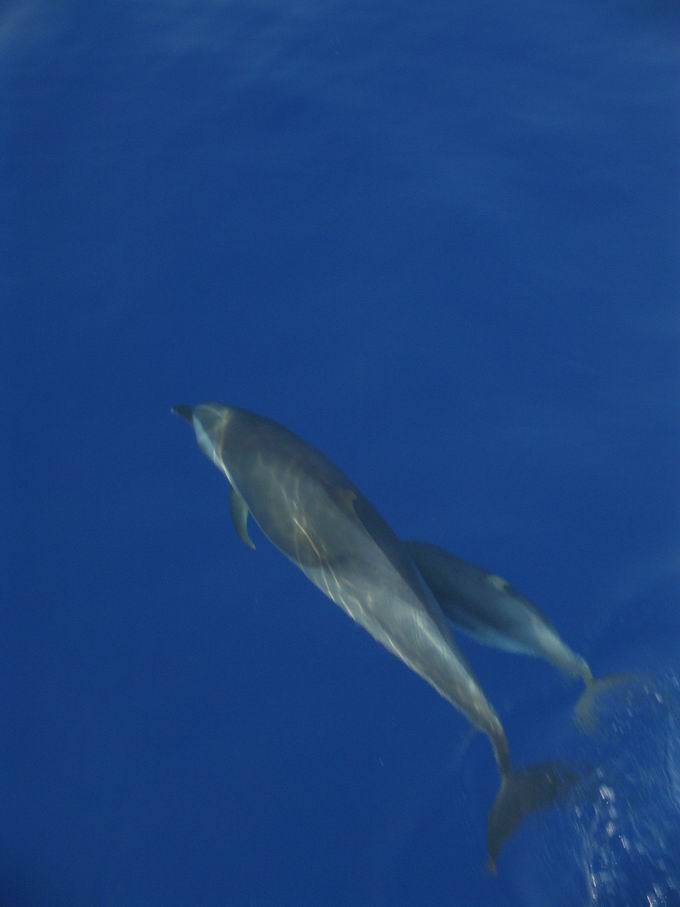 Dolphins