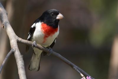 May 7, 2005: Rose Breasted Grosbeak