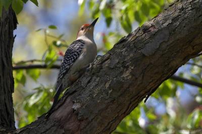 May 8, 2005: Red Bellied Woodpecker