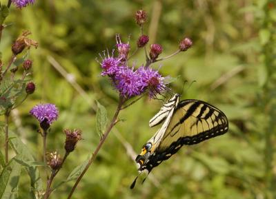 DSC_6168.jpg
