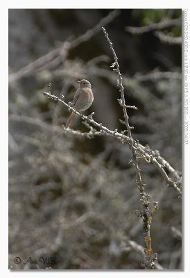 Phoenicurus ochruros