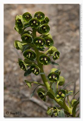 Euphorbia ...