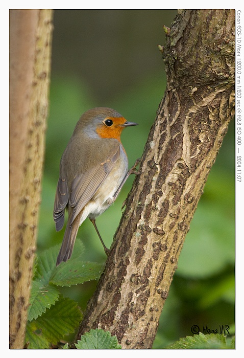 Erithacus rubecula