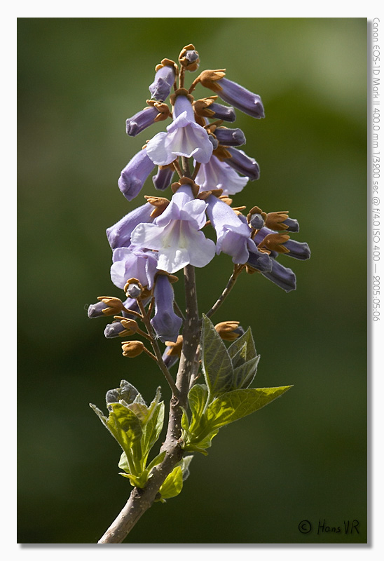 Paulownia tomentosa