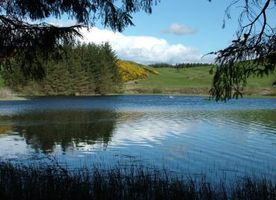 Harelaw Moss Nature Reserve.jpg