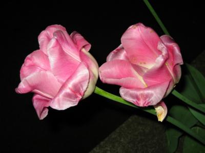 Tulip 2.JPG