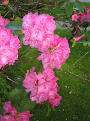Rhododendron 8.jpg