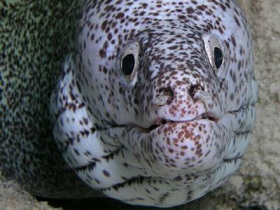 spotted moray