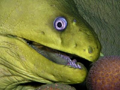 green moray