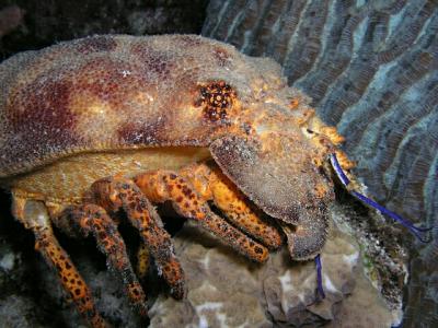 this spanish lobster was following the first one closely to share his find!