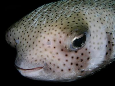 porcupinefish