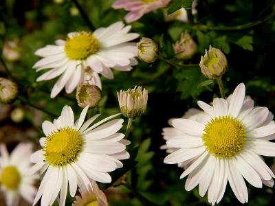 Chrysanthemums