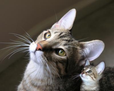 kittenandsevenmonths.jpg