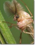 <!-- CRW_5445.jpg -->Chironomid midge