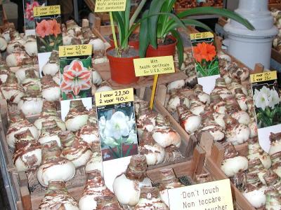 Amsterdam Flower Market