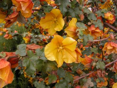 Pretty flowers