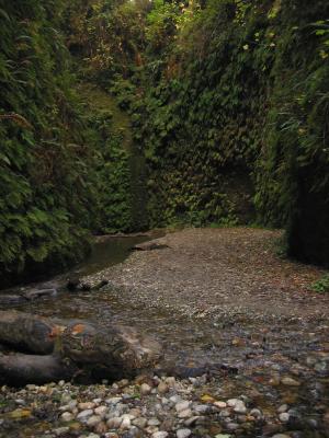 Fern Canyon