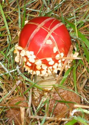Mushroom Truffle?
