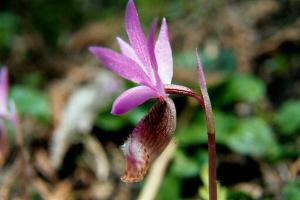 u18/jhiker/upload/8468113.CalypsoOrchidIndianCreek602.jpg