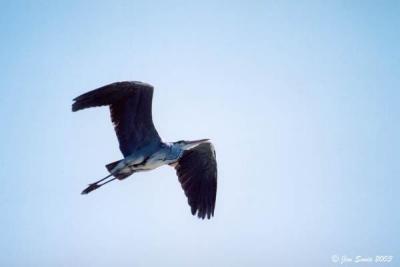 Heron Flying-Camargue Wildlife Park