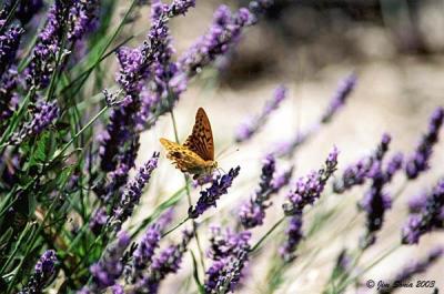 Butterfly on Lavender