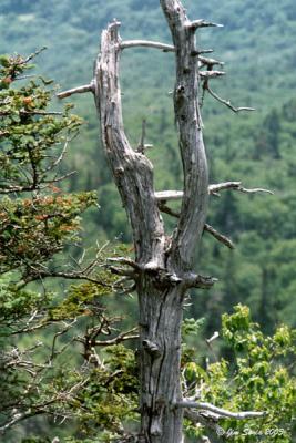 Dead Tree