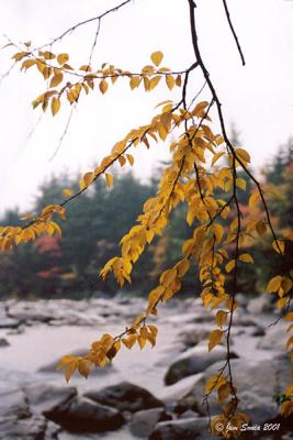 White Mountain National Forest -River
