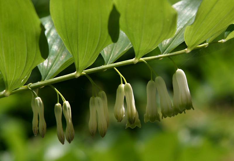 Forest Bells