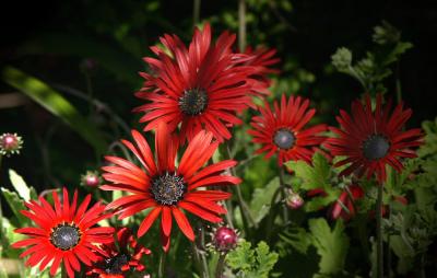 Red Daisies