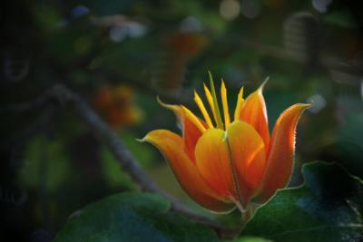 Morning Sun Ray