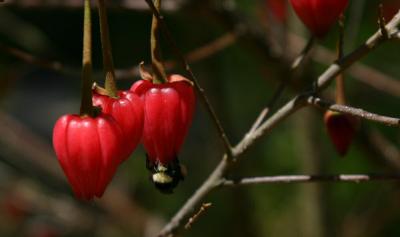 Bells
