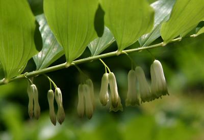 Forest Bells