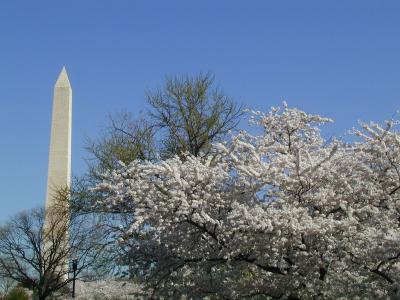 Cherry Blossoms in Washington - April 9, 2005