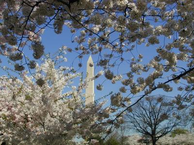 Cherry Blossoms and Washington Monument