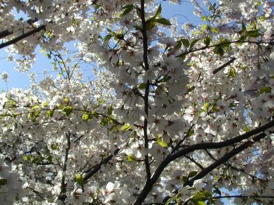 Cherry Blossoms