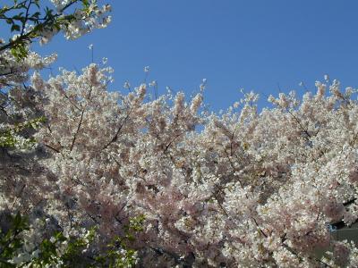 Sea of Blossoms