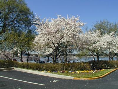 Cherry Blossoms in Washington - April 9, 2005