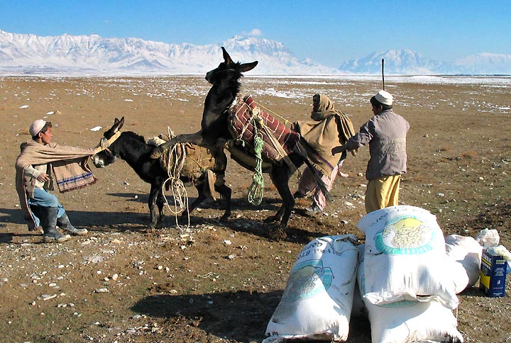 donkey having fun.jpg